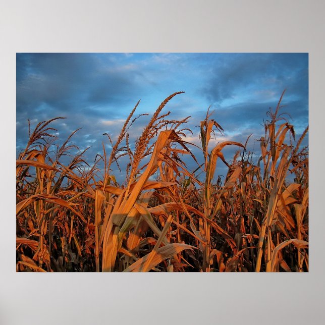 Poster Cornfield (Frente)
