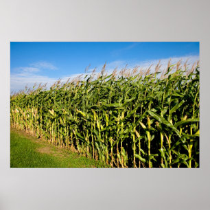 Pôster cornfield e céu