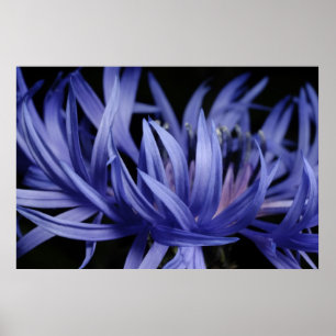 Pôster Cornflower
