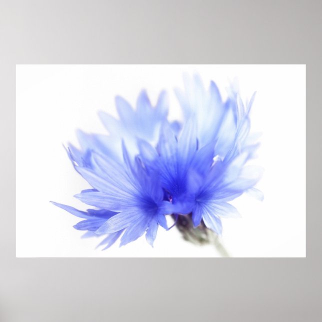 Poster Cornflower close (Frente)