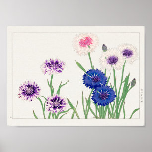Poster Cornflower por Tanigami Konan