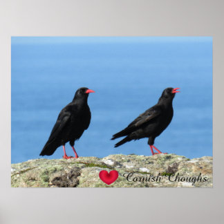 Poster Cornish Choughs (Palores) Pyrhocorax pyrhocorax