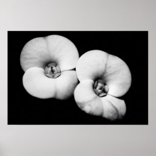 Poster coroa de espinhos