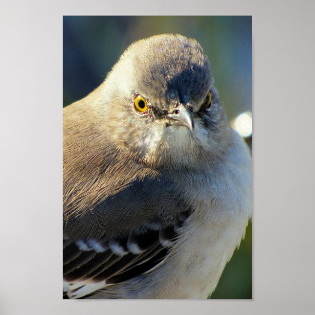 Poster Coroa de Mockingbird (Frente)