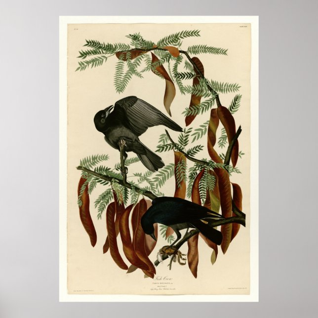 Pôster Coroa de Peixes (Frente)