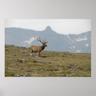 Poster Coroa em Majestade