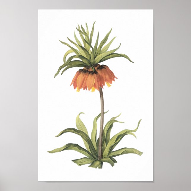 Pôster coroa imperial (Fritillaria imperialis) por Redout (Frente)