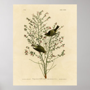 Poster Coroa-laranja Warbler, Pássaros da América de Audu