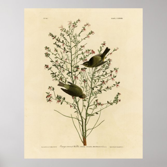 Poster Coroa-laranja Warbler, Pássaros da América de Audu (Frente)