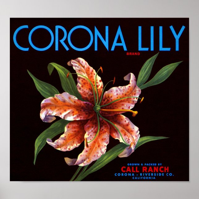 Poster Corona Lily (Frente)