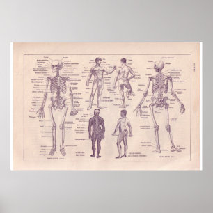 Poster Corpo humano do vintage 1920 históricos