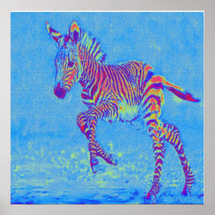 Pôster corredor da zebra dos azuis bebés