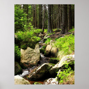 Pôster córrego da floresta