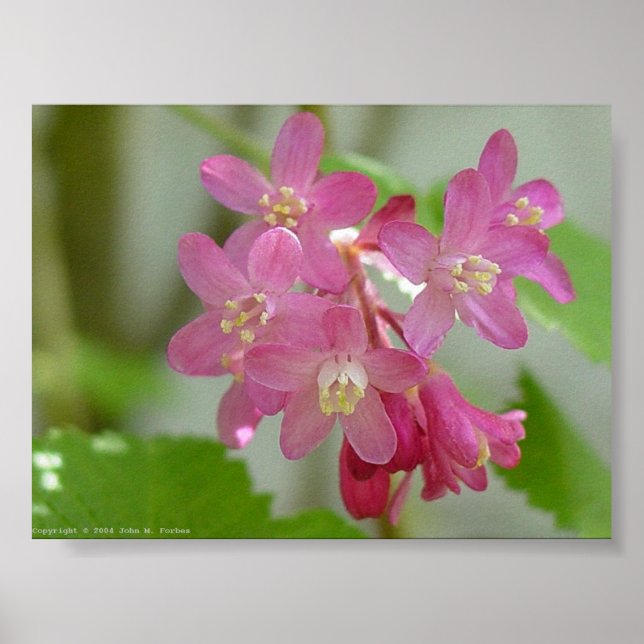 Pôster Corrente de Flor Vermelho (Frente)