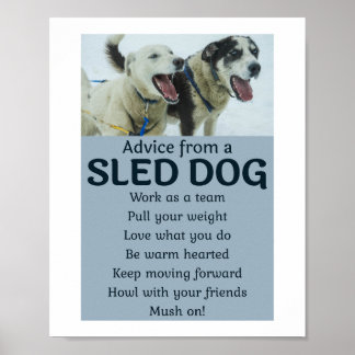 Poster Corridas de cães-de-cabeça-chata com rouco