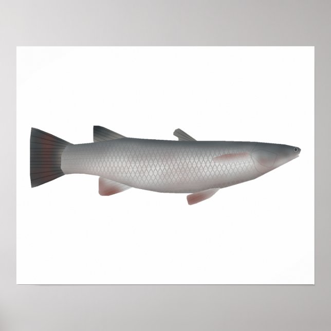 Poster Córsula (Frente)