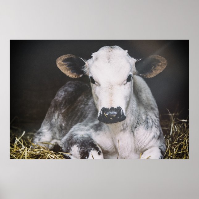 Pôster Corte de Dia Ocupado (Frente)