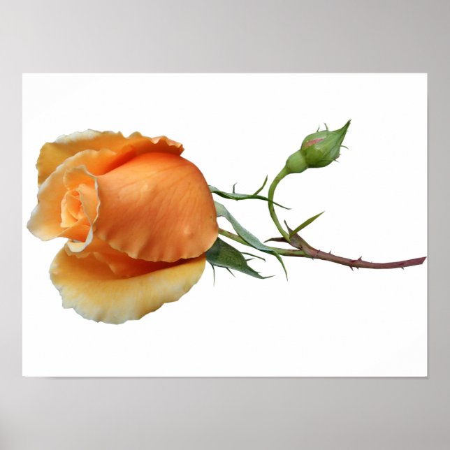 Poster Corte de rosa solteiro (Frente)
