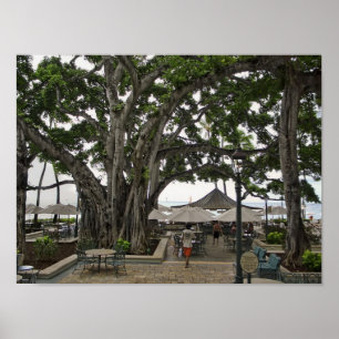 Poster Corte do Banyan de Moana Surfrider - praia de
