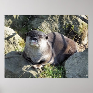 POSTER CORTE PEQUENO OTTER