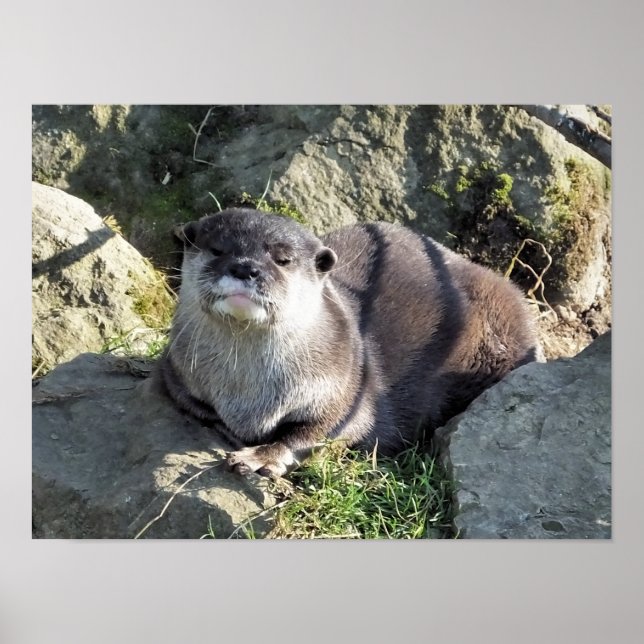 POSTER CORTE PEQUENO OTTER (Frente)