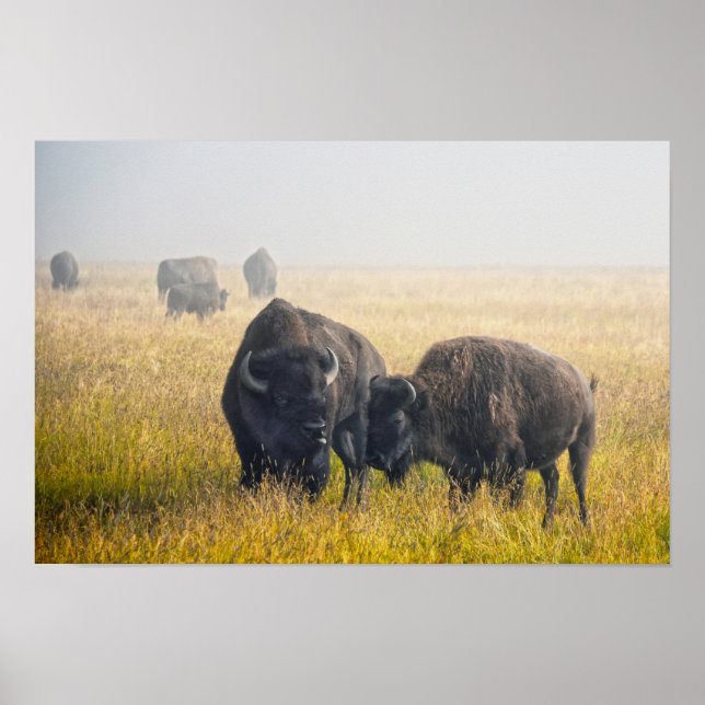 Poster Cortejando Bisonte em Yellowstone (Frente)