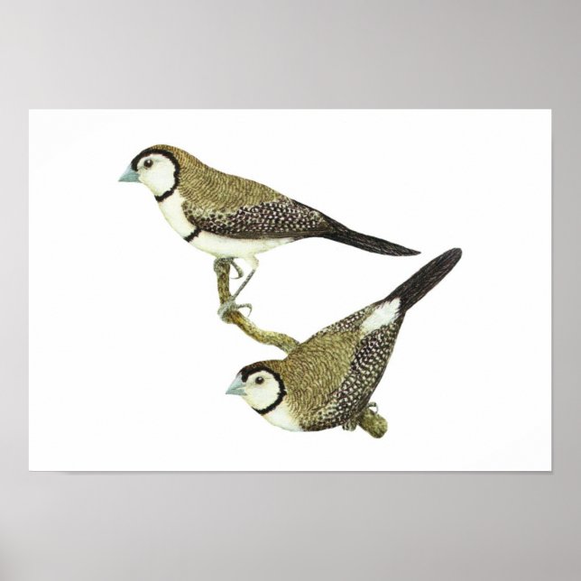 Pôster Coruja (ambas as formas) - Taeniopygia bichenovii (Frente)