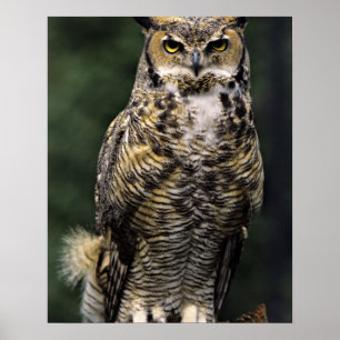 Pôster Coruja-americana (Bubo virginianus), corpo inteiro