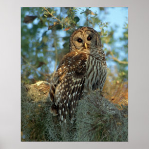 Poster Coruja barrada que roosting em algum musgo
