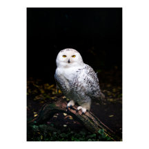 Coruja-de-neve majestosa de inverno