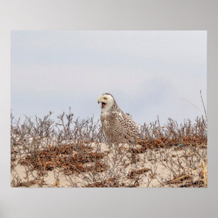 Pôster Coruja de neve sentada na praia