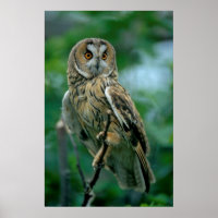 Coruja de orelha de bosque (Asio otus) estar