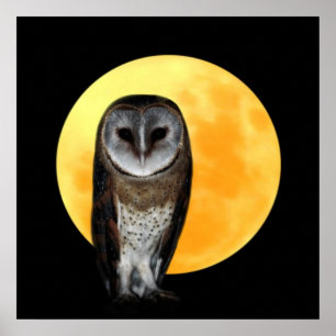 Pôster Coruja e a Lua cheia