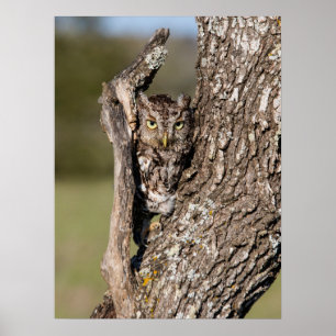 Poster Coruja-Megescops