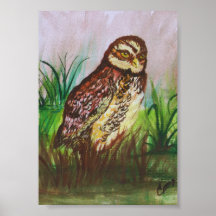 Coruja na natureza, água, papel de parede, decoraç