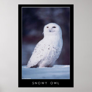 Poster Coruja nevado