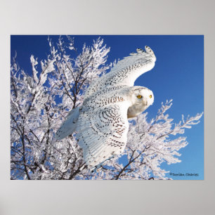 Poster "Coruja Neve"