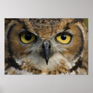 Poster Coruja Olhos