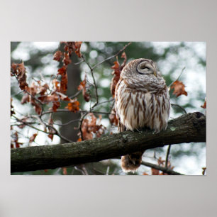 Pôster Coruja optimista