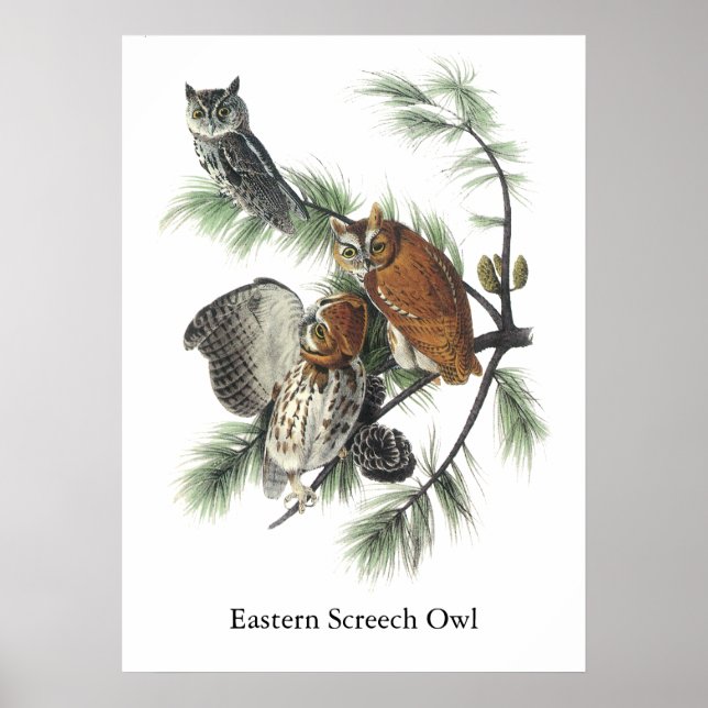 Poster Coruja Oriental, John Audubon (Frente)
