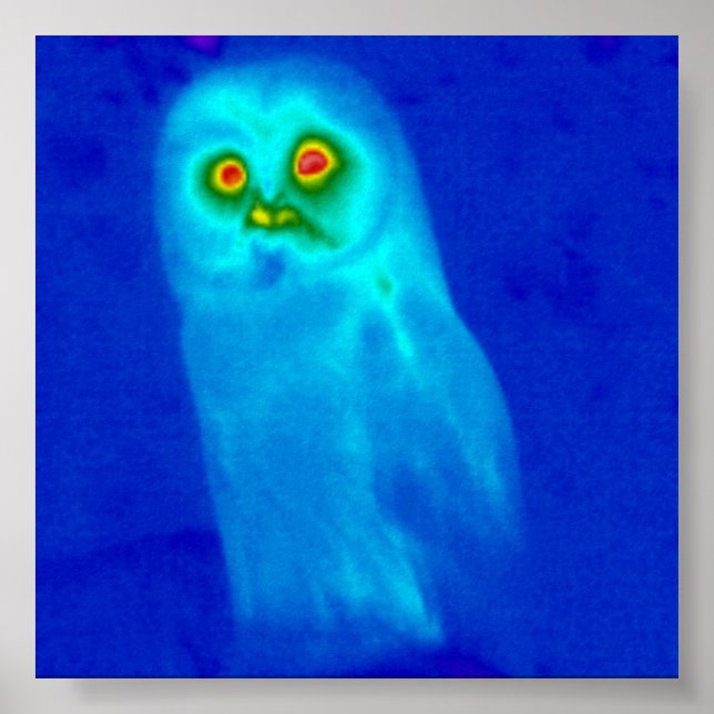 Pôster coruja sábia (Frente)