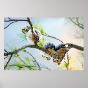 Poster Coruja Selvagem Fotografia Excelente Coruja-Bebê