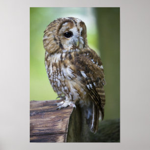 Pôster Coruja Tawny