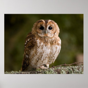 Pôster Coruja Tawny