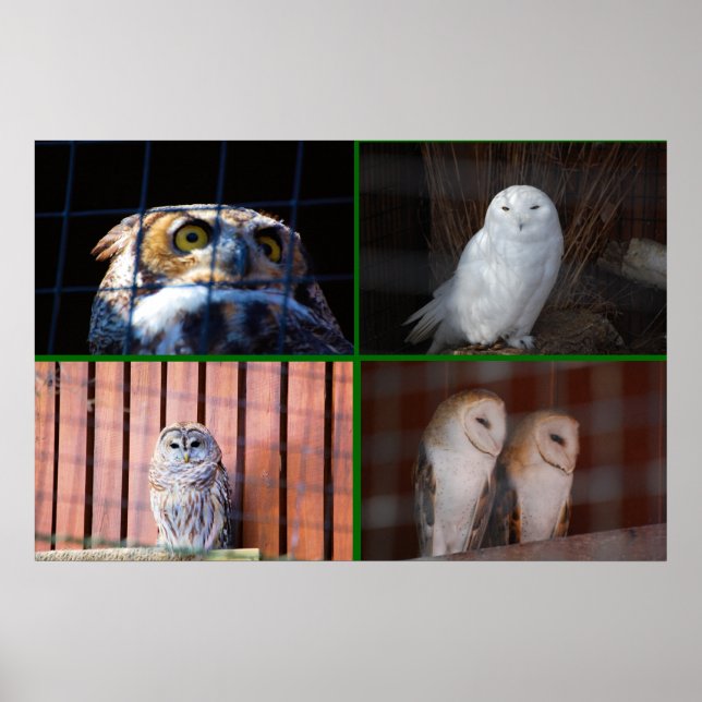 Poster Corujas (Frente)