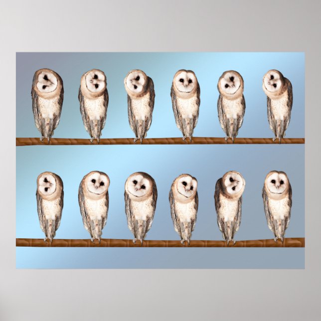 Pôster Corujas curiosas (Frente)