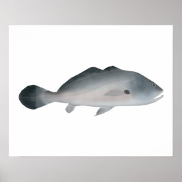 Poster Corvina Prata Sul-Americana