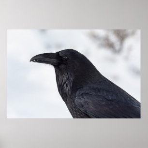 Poster Corvo