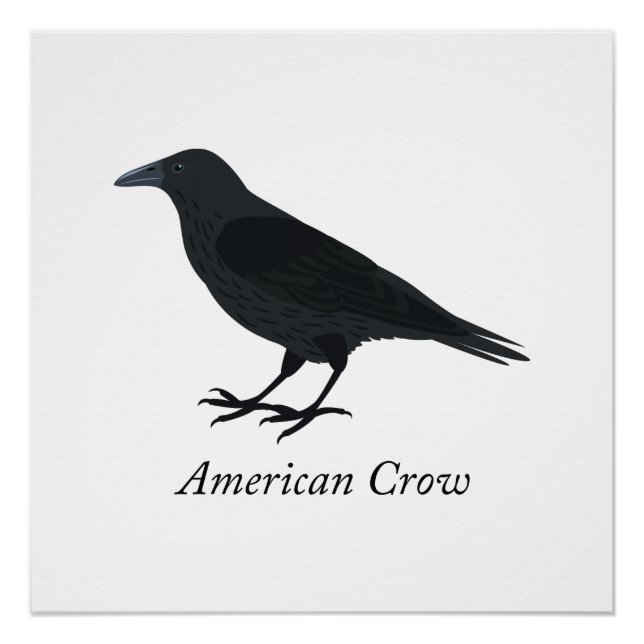 Pôster Corvo Americano (Frente)