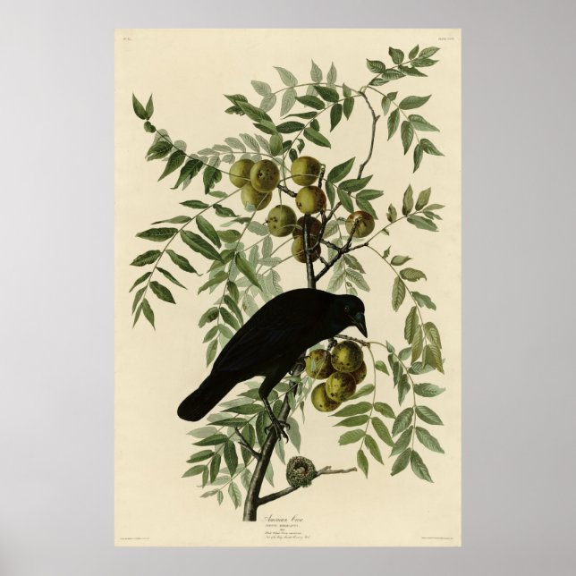 Poster Corvo Americano das Aves da América de John Audubo (Frente)